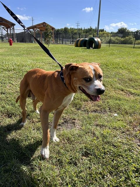 RIKER - Bulldog for adoption in Lakeland