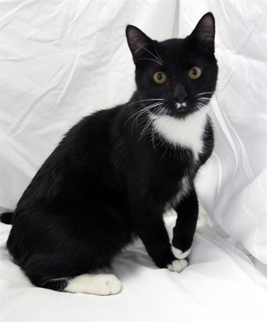 ORSON - Domestic Short Hair available for adoption