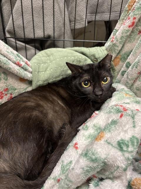 A1258949 - Domestic Short Hair available for adoption