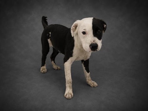 RIDOC - Bulldog for adoption in Lakeland