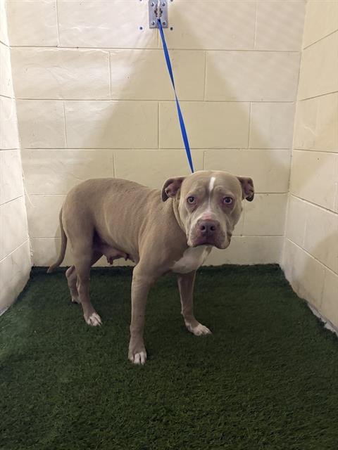 MELINA - Bulldog available for adoption