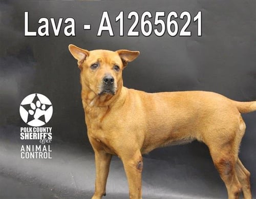 LAVA - Labrador Retriever available for adoption