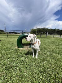 MAX - Photo 1