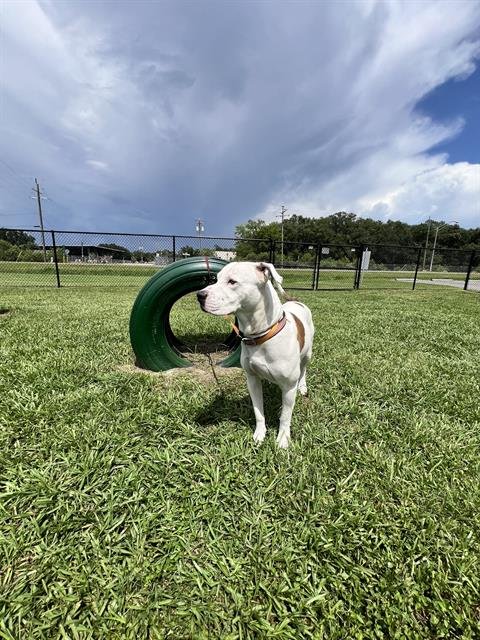MAX - American Bulldog available for adoption