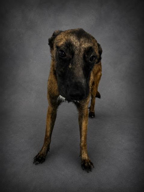 RORY - Belgian Shepherd Malinois available for adoption