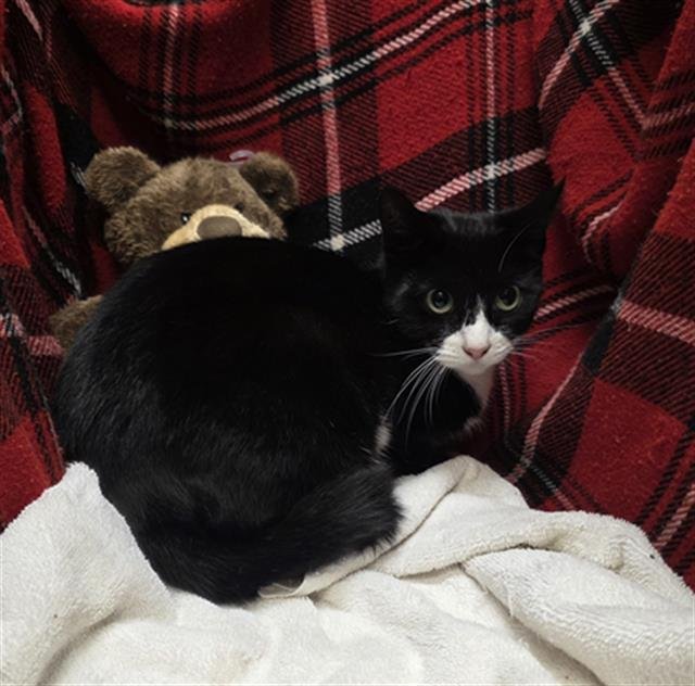 LIZZIE - Domestic Short Hair available for adoption