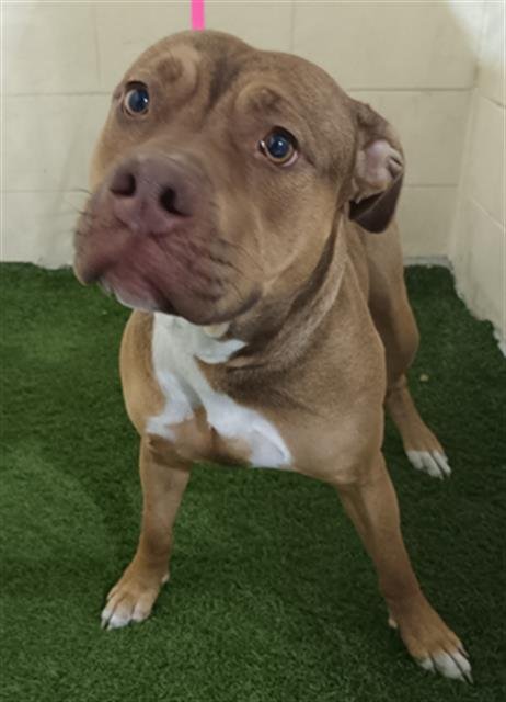 BELLA - Bulldog available for adoption