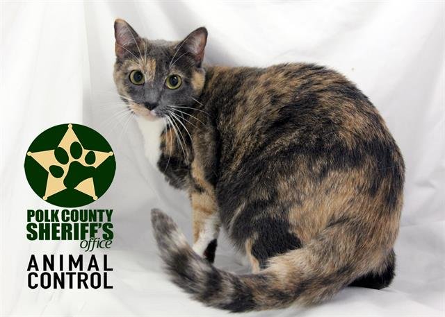 LITTLE BIT - Domestic Short Hair available for adoption