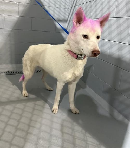 A1263556 - Siberian Husky available for adoption