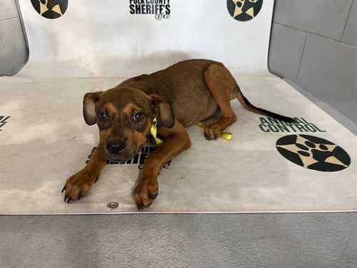 LUNA - Bulldog for adoption in Lakeland