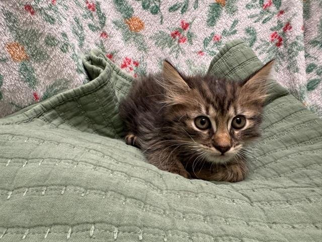 GILBERT - Domestic Medium Hair available for adoption