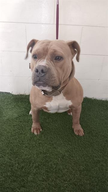 EL JEFE - Bulldog available for adoption