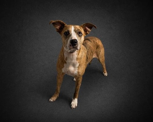 SASHA - Catahoula Leopard Dog for adoption in Lakeland