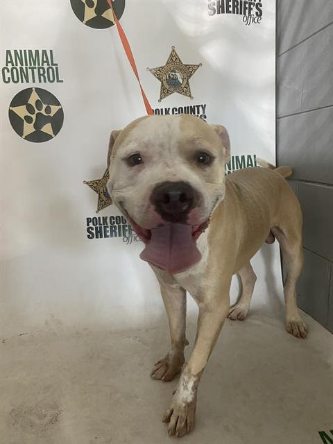 LATTE - American Bulldog available for adoption