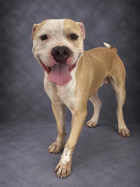 LATTE - American Bulldog available for adoption