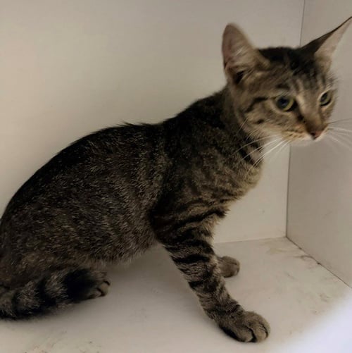 A1278286 - Domestic Short Hair available for adoption