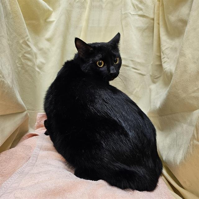 SPOOKY - Domestic Short Hair available for adoption