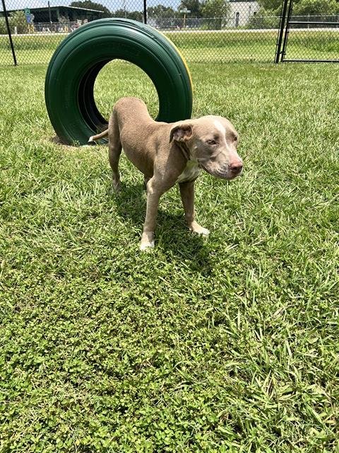 DARROW - Bulldog available for adoption