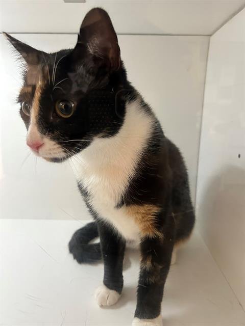 DONNA - Domestic Short Hair available for adoption