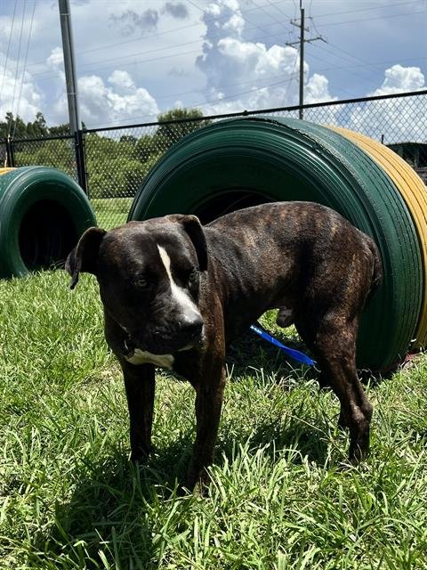 TUCKER - Bulldog available for adoption