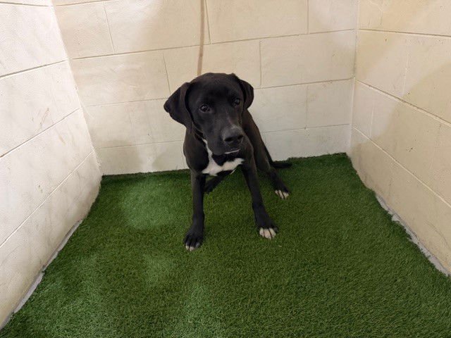 ZORRO - Bulldog available for adoption