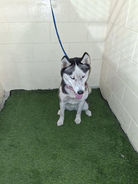 A1256994 - Husky available for adoption