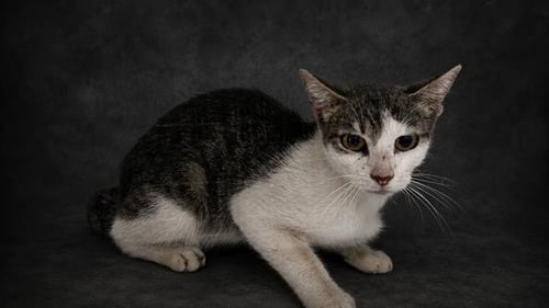 A1278351 - Domestic Short Hair available for adoption