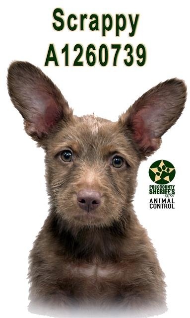 SCRAPPY - Patterdale Terrier (Fell Terrier) available for adoption