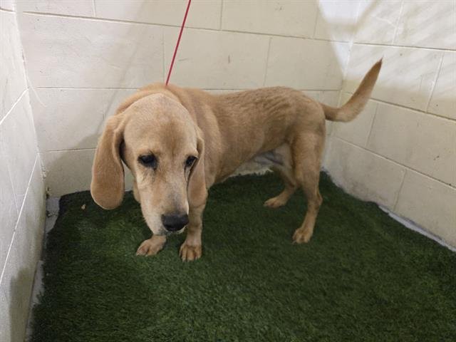 GEORGE - Basset Hound available for adoption