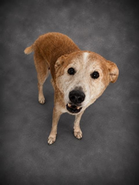 LOLA Image