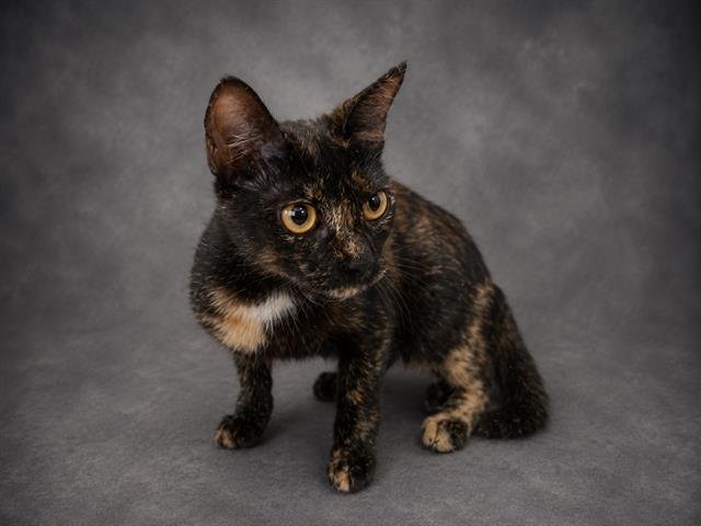 COCO Image