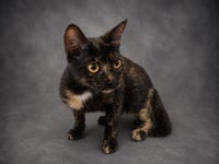 COCO - Photo 1