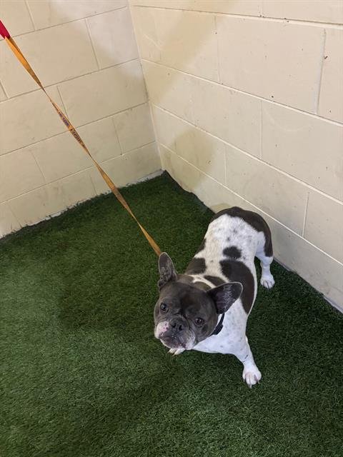 A1255983 - French Bulldog available for adoption