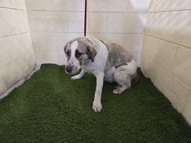A1256884 - Anatolian Shepherd / Great Pyrenees available for adoption