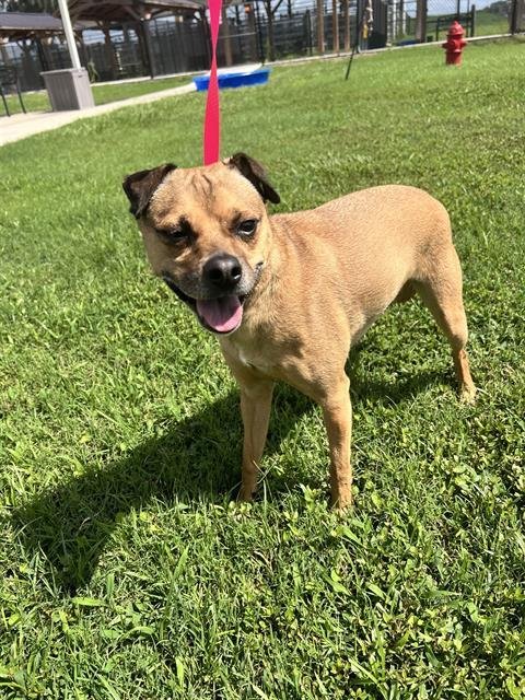 SHERLOCK - Chihuahua for adoption in Lakeland