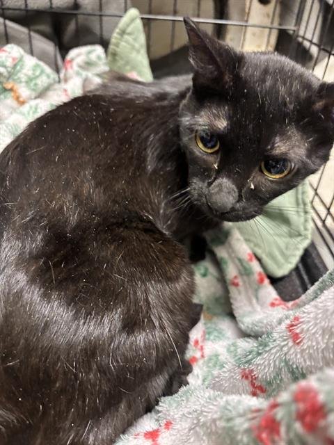 A1258955 - Domestic Short Hair available for adoption