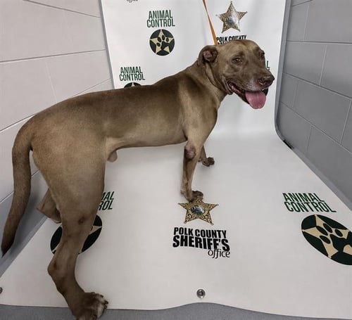 A1278332 - Bulldog available for adoption