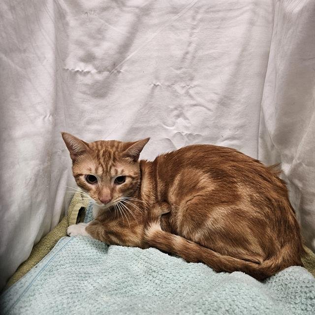 A1256899 - Domestic Short Hair available for adoption