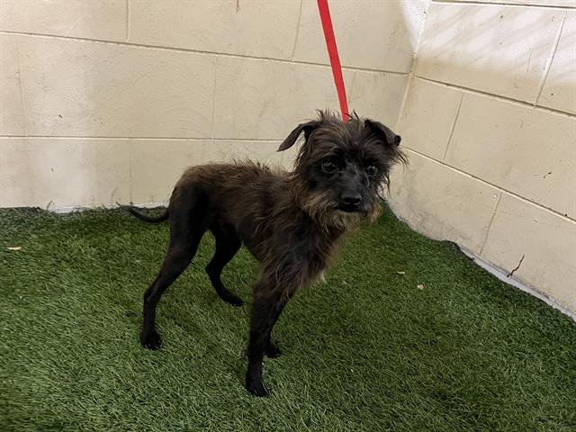 ROLLO - Affenpinscher available for adoption