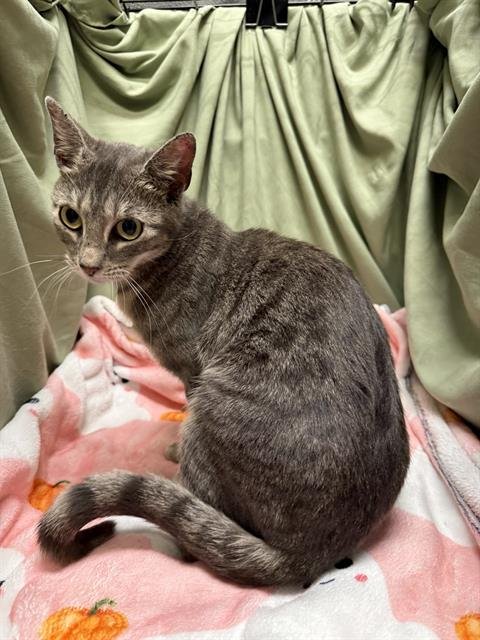 RARITY - Domestic Short Hair available for adoption