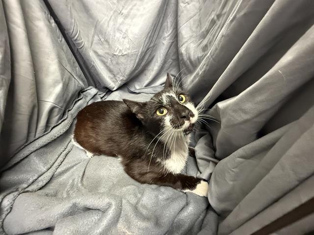 FROST - Domestic Short Hair available for adoption