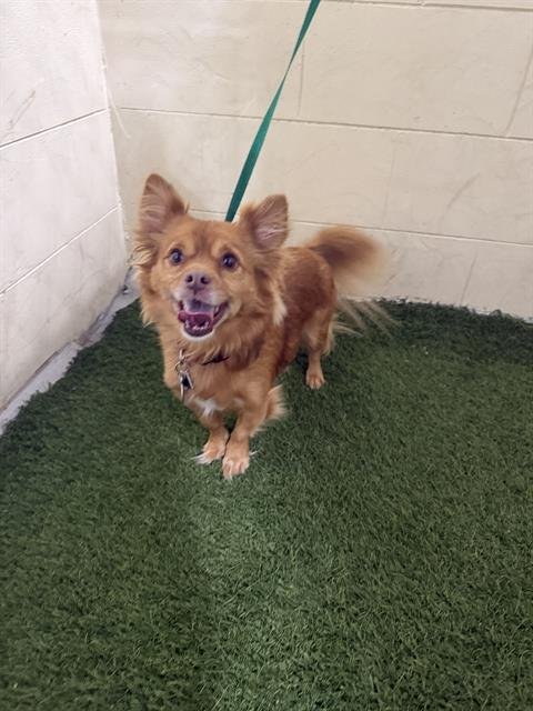CODY - Pomeranian / Chihuahua available for adoption