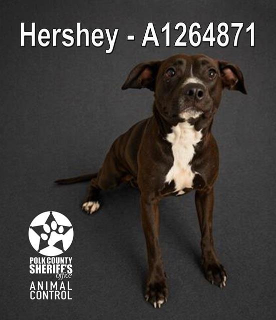 HERSHEY Image