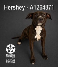 HERSHEY - Photo 1