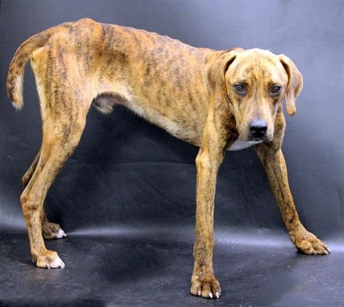 SCOOB - Treeing Walker Coonhound available for adoption