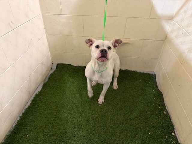 CASSANDRA - Bulldog available for adoption