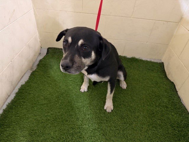 A1256989 - Doberman Pinscher available for adoption