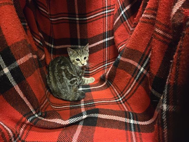 MARBLES - Domestic Short Hair available for adoption