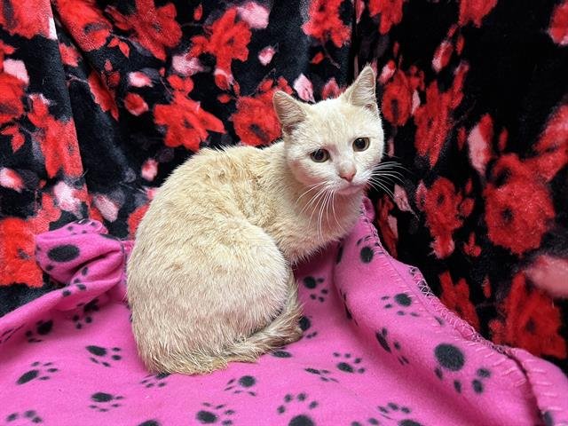 CUPID - Domestic Short Hair available for adoption