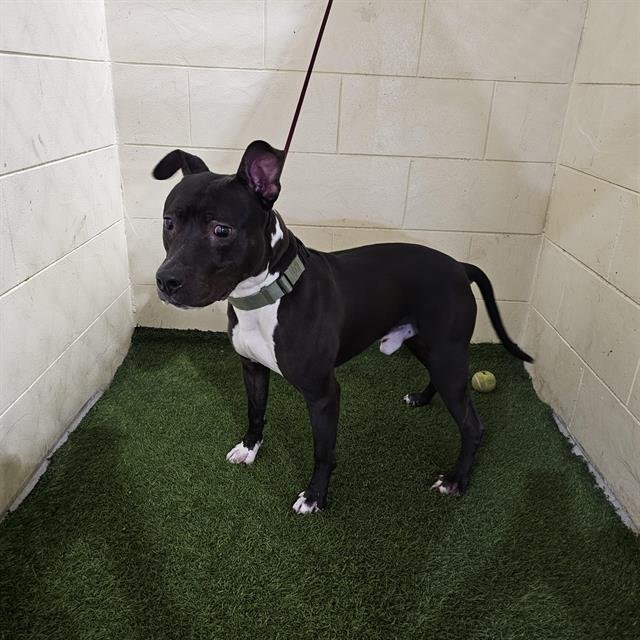 JACE - Bulldog available for adoption